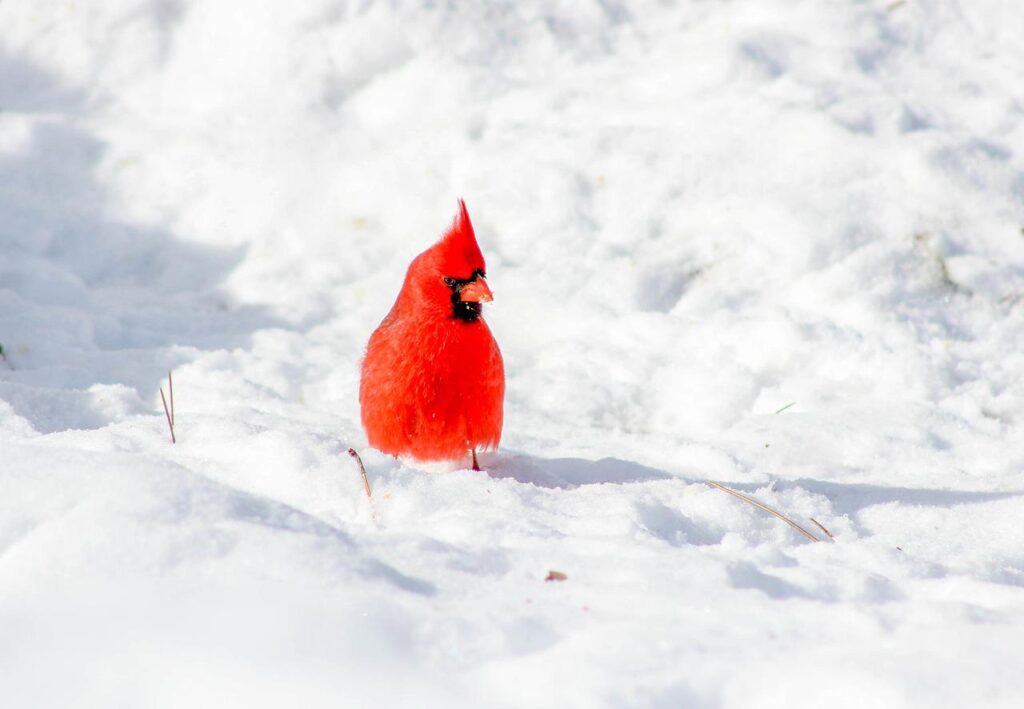 15 Cardinal Bird Facts You Didn't Know (2022) - World Birds