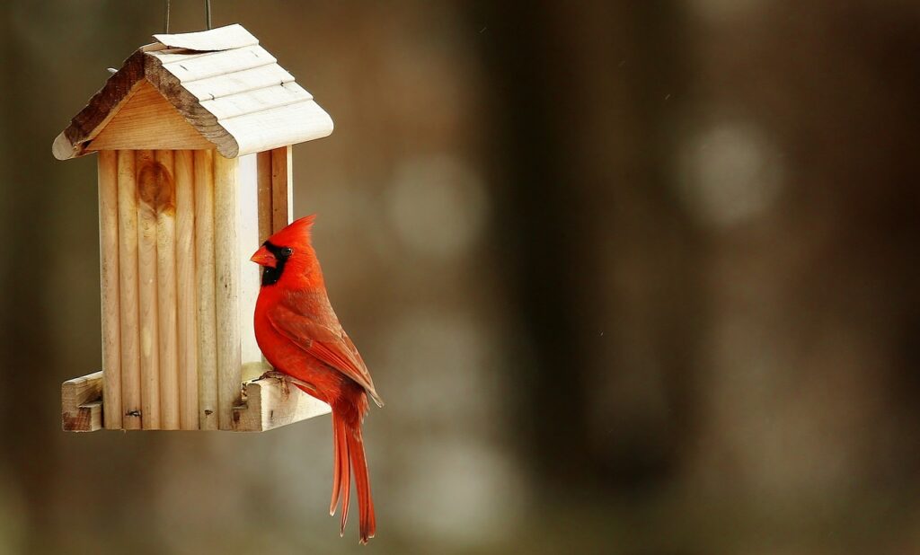cardinal, birdhouse, nature-2088216.jpg