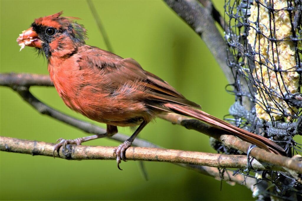 cardinal, perched, profile-5108977.jpg