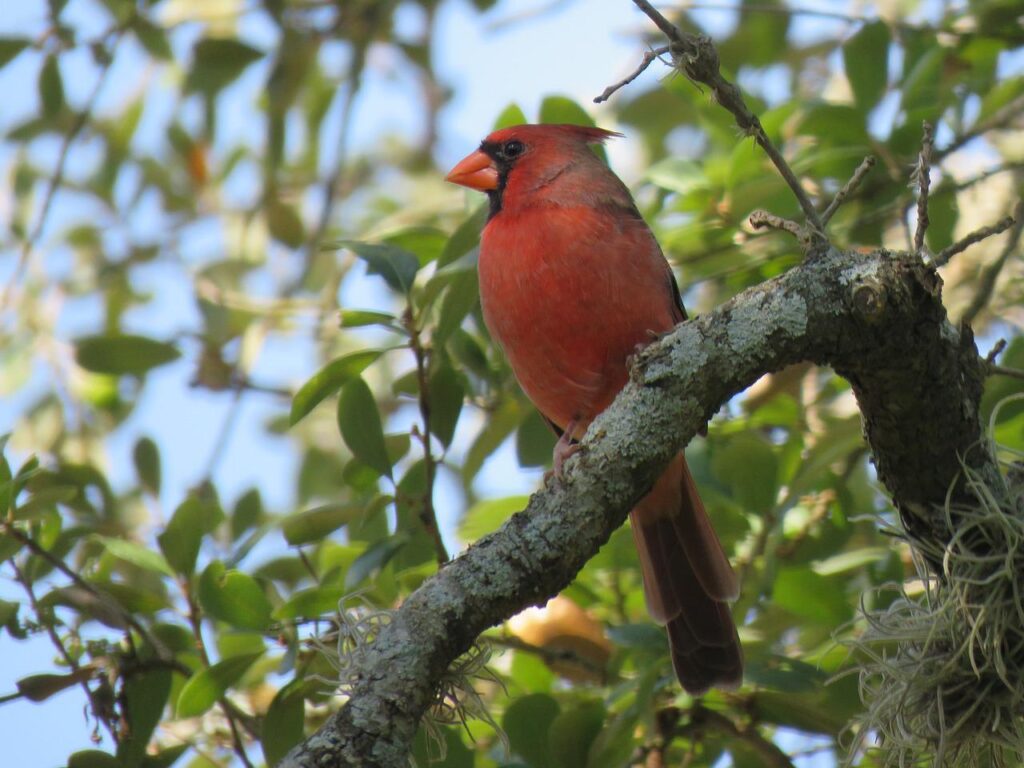 cardinal, red bird, tree-3873426.jpg