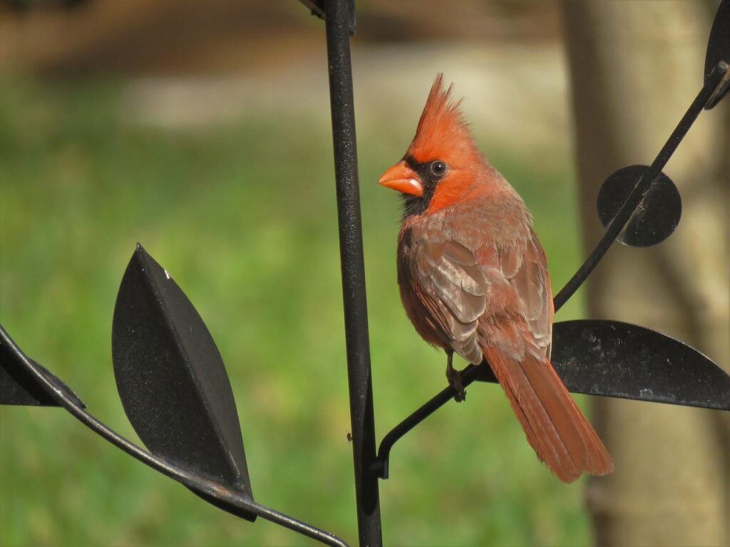 A cardinal hanging on a lawn decoration with grass in the background. 