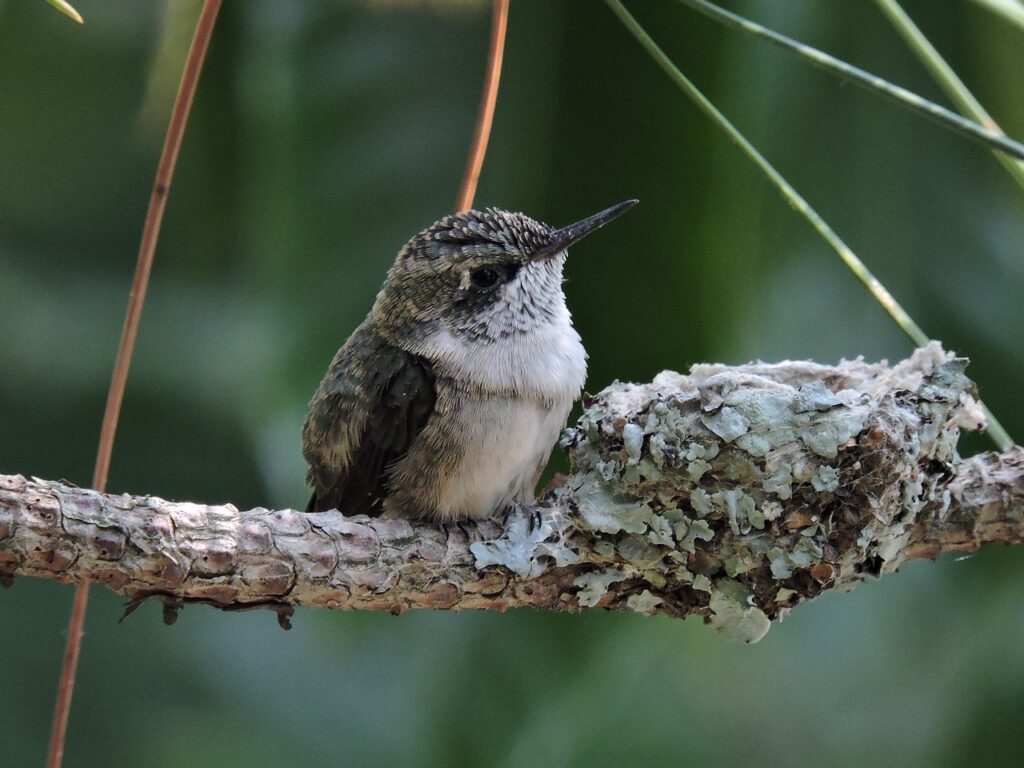 hummingbird, bird, baby-2206207.jpg