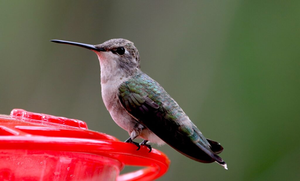 hummingbird, bird, bird feeder-6194982.jpg