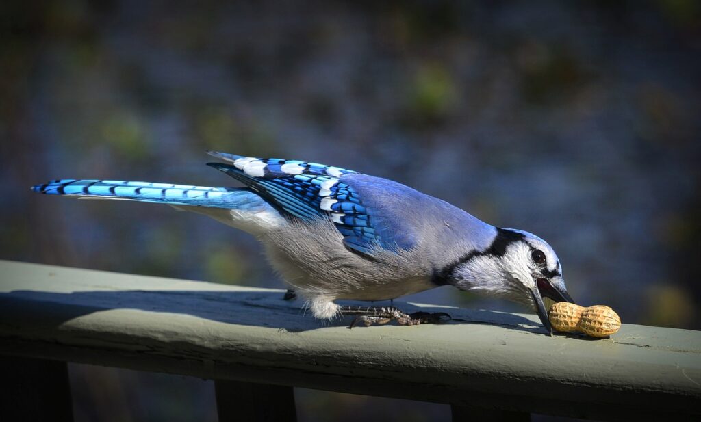 A Blue Jay on a railing eating a peanut in the shell. 