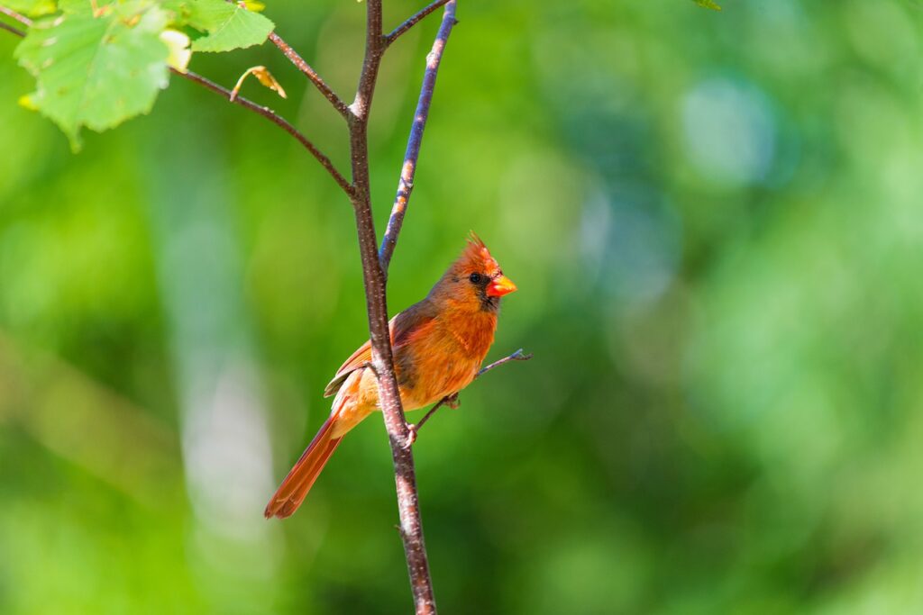 northern cardinal, birds, wild-4962231.jpg