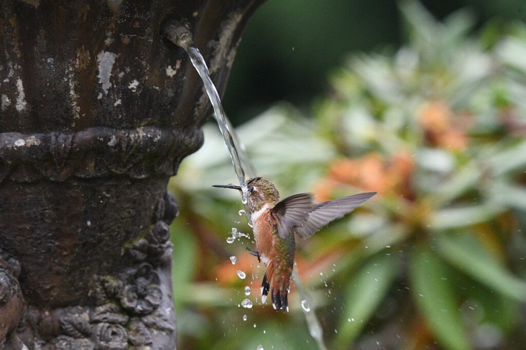 rofous hummingbird, bird, flight-6553050.jpg