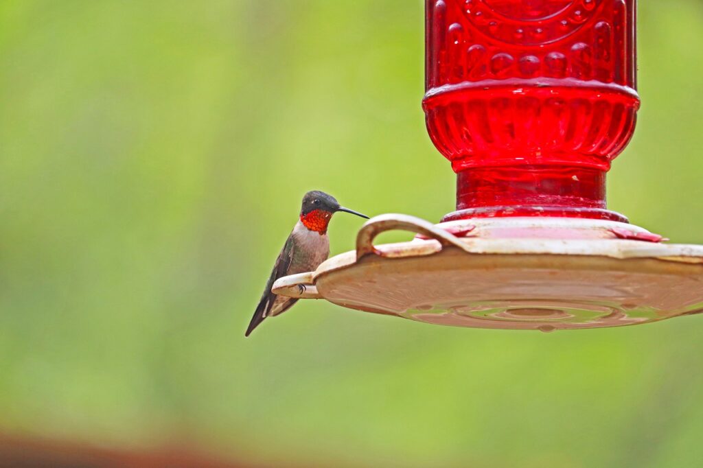 ruby throated hummingbird, hummingbird, tiny-5061304.jpg