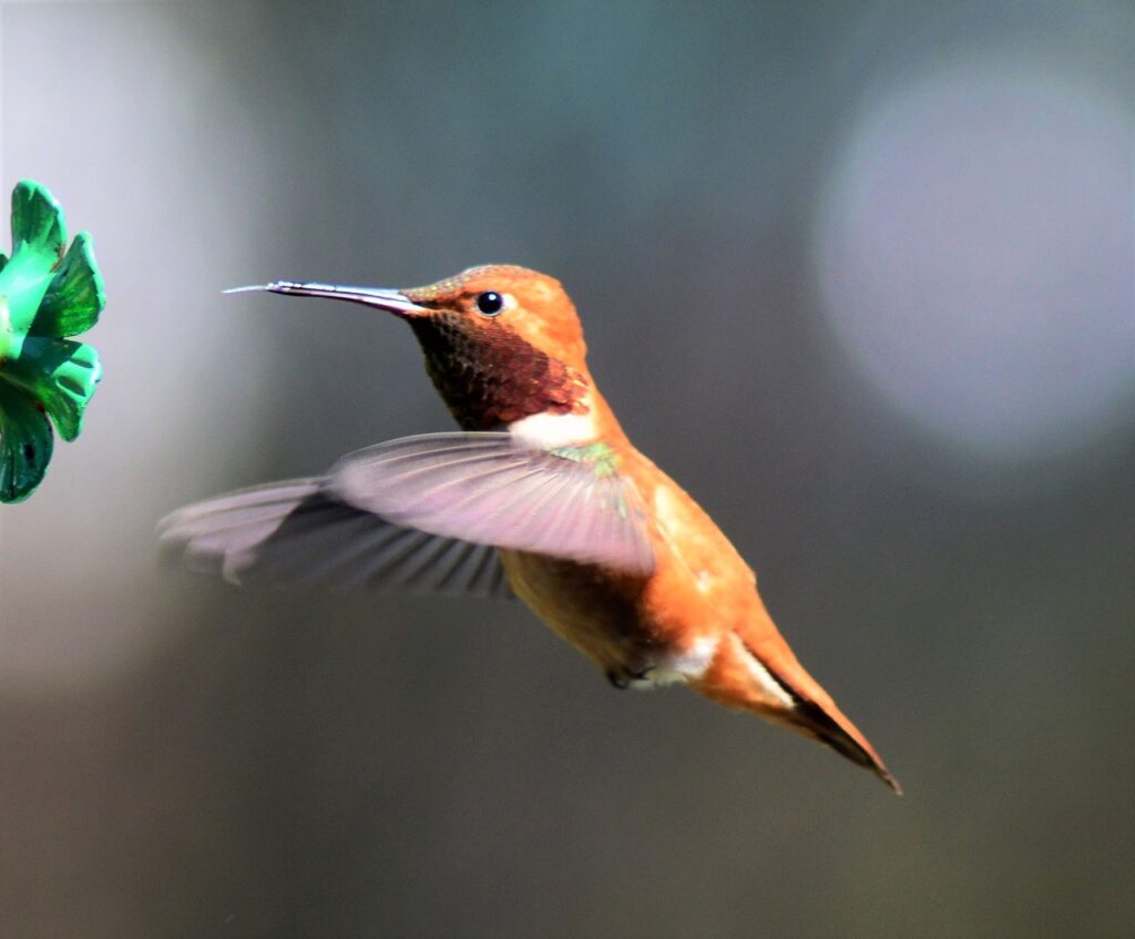 rufus, hummingbird, bird-4925600.jpg