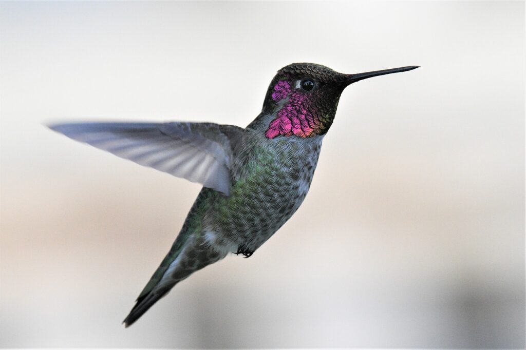 anna's hummingbird, bird, flying-6084490.jpg