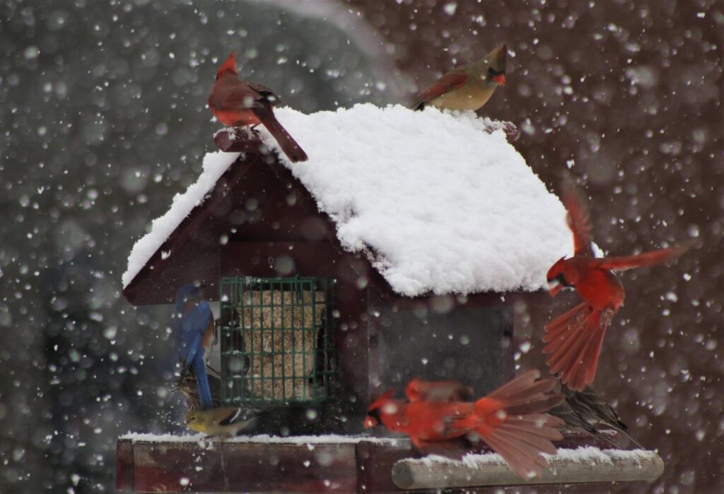 Putting out portioned amounts of food each day is a great way to "pay as you go" while bird feeding. This image has cardinals, bluebirds and a Grosbeak all at a winter feeder in the snow.