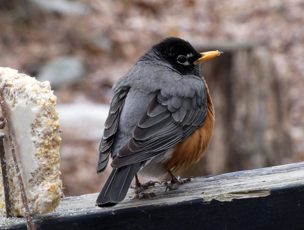 Robins will eat live mealworms on occasion.