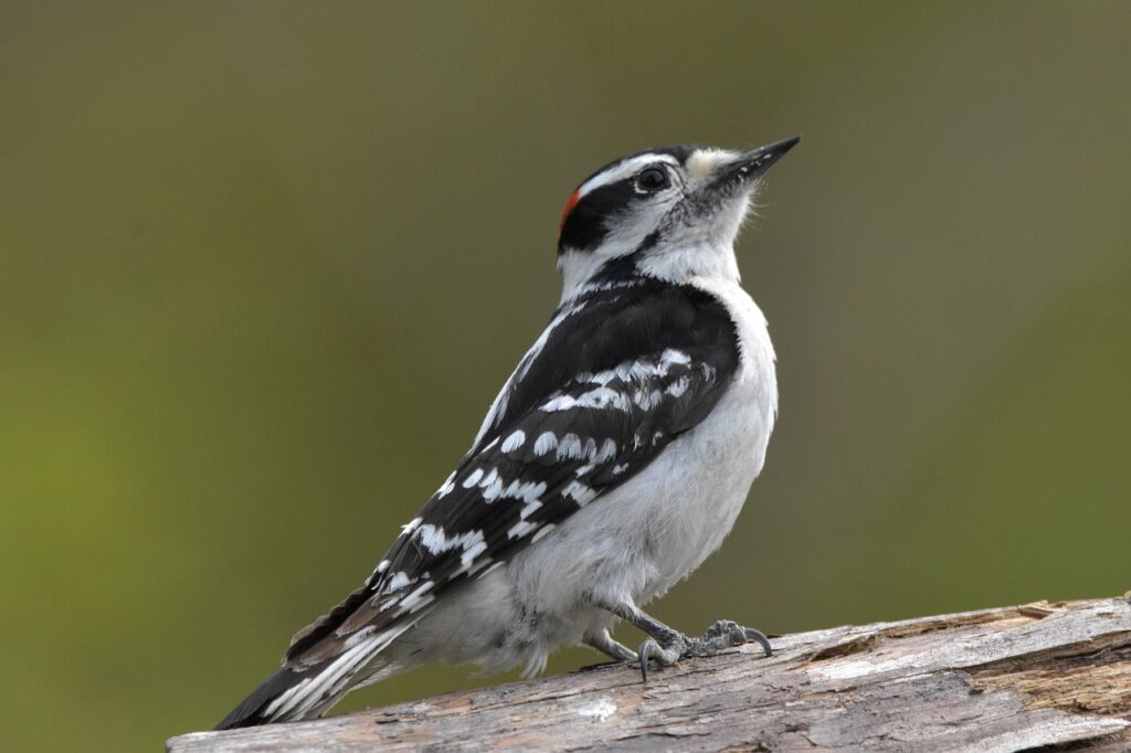 bird, downy woodpecker, ornithology-7172814.jpg