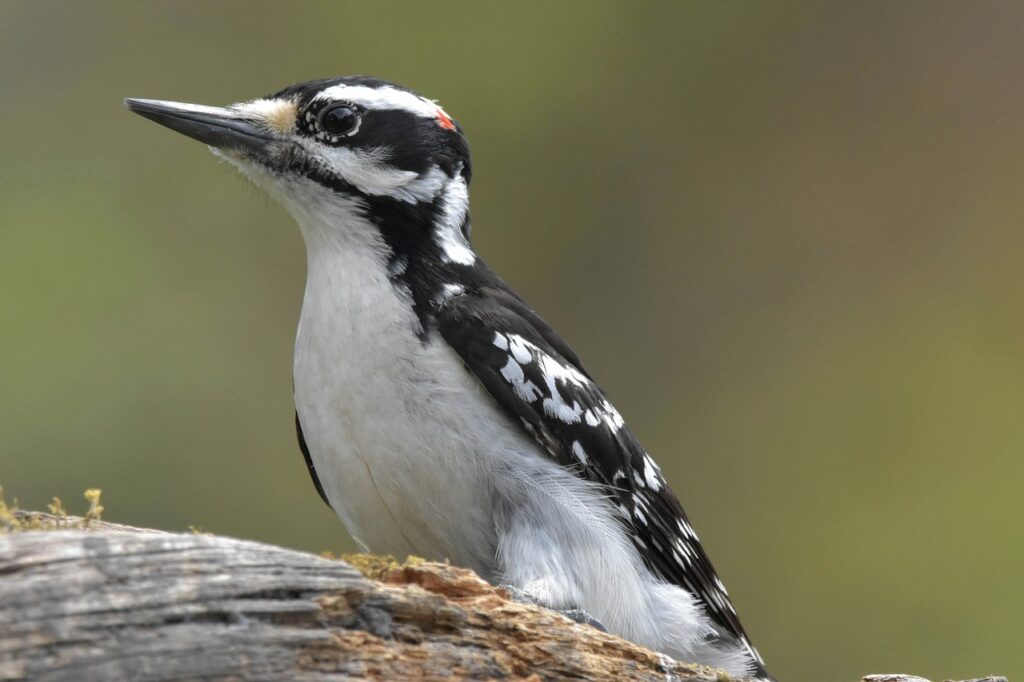 bird, hairy woodpecker, ornithology-7172815.jpg