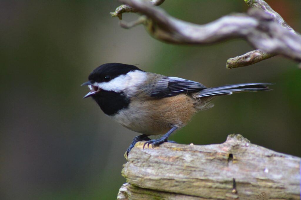 Back-Capped Chickadees love eating mealworms - dried or alive!