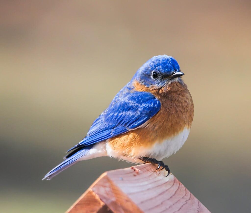 bluebird, eastern bluebird, bird-3456115.jpg - Birds that eat mosquitoes