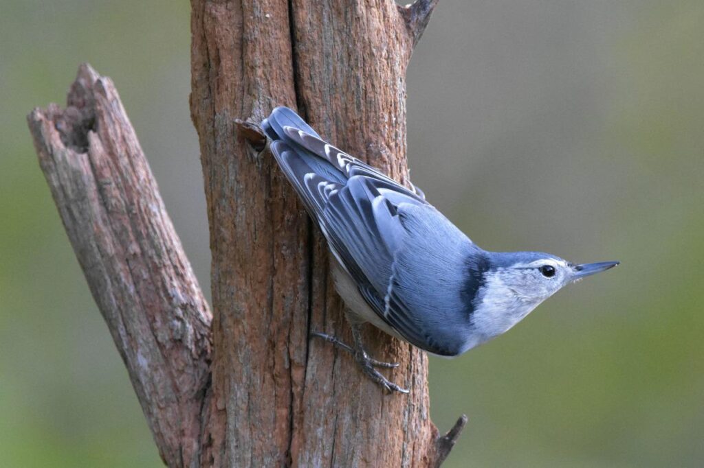 nature, bird, white breasted nuthatch-4573043.jpg