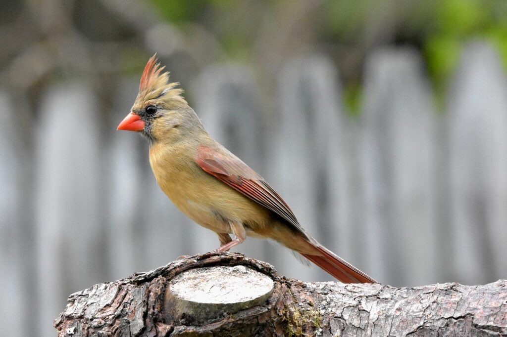 northern cardinal, bird, wood-6244664.jpg