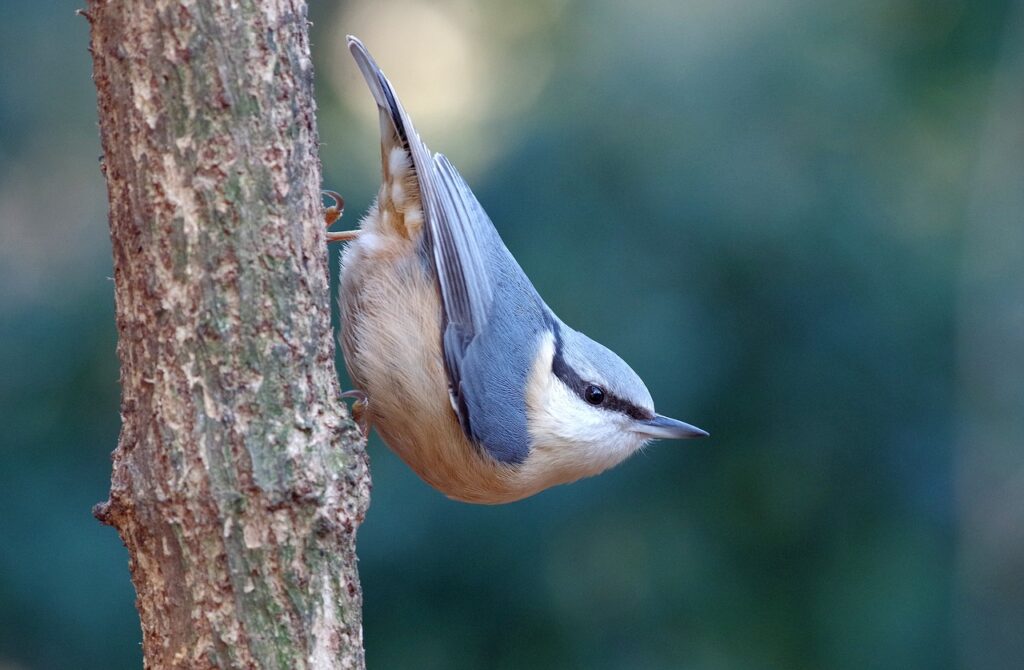 nuthatch, tree runner, forest-3819501.jpg