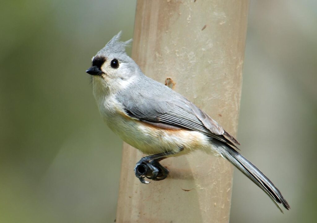 tufted titmouse, bird, animal-1434509.jpg