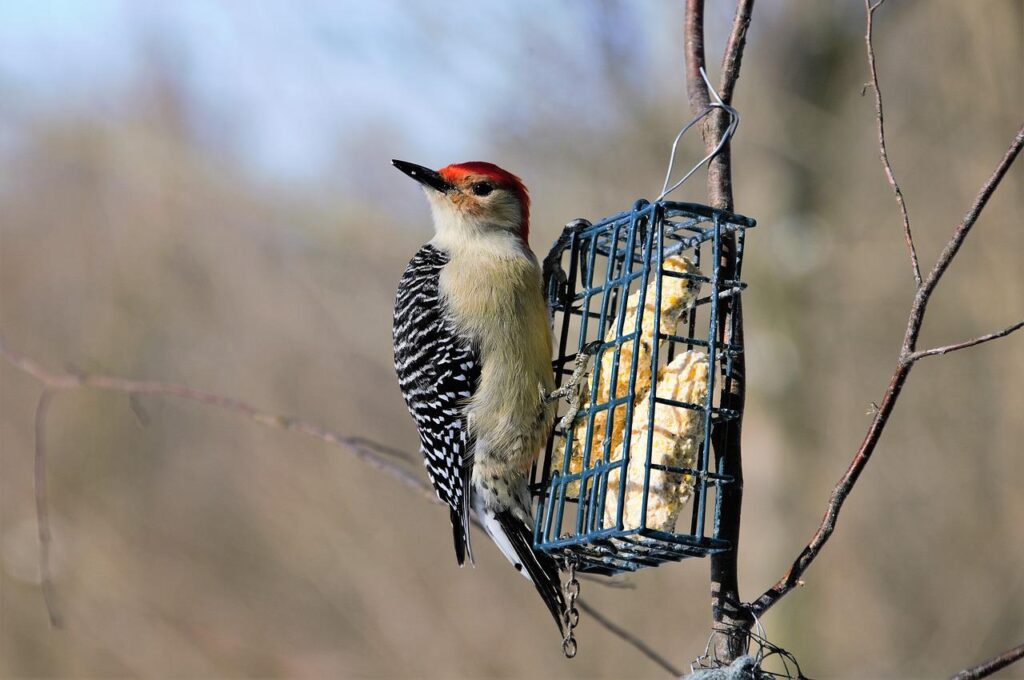 A Red Bellied Woodpecker on a suet bird feeder in the trees.