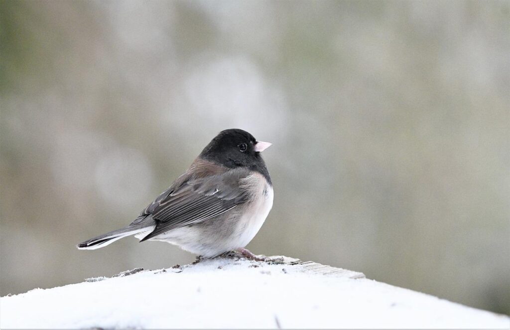 bird, dark-eyed juncos, ornithology-6941070.jpg