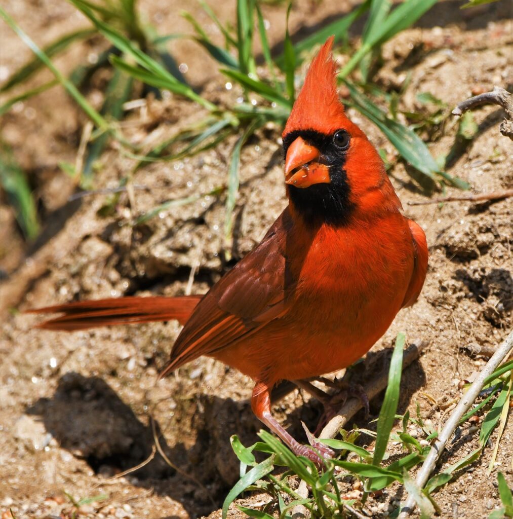 bird, redbird, cardinal-5336243.jpg