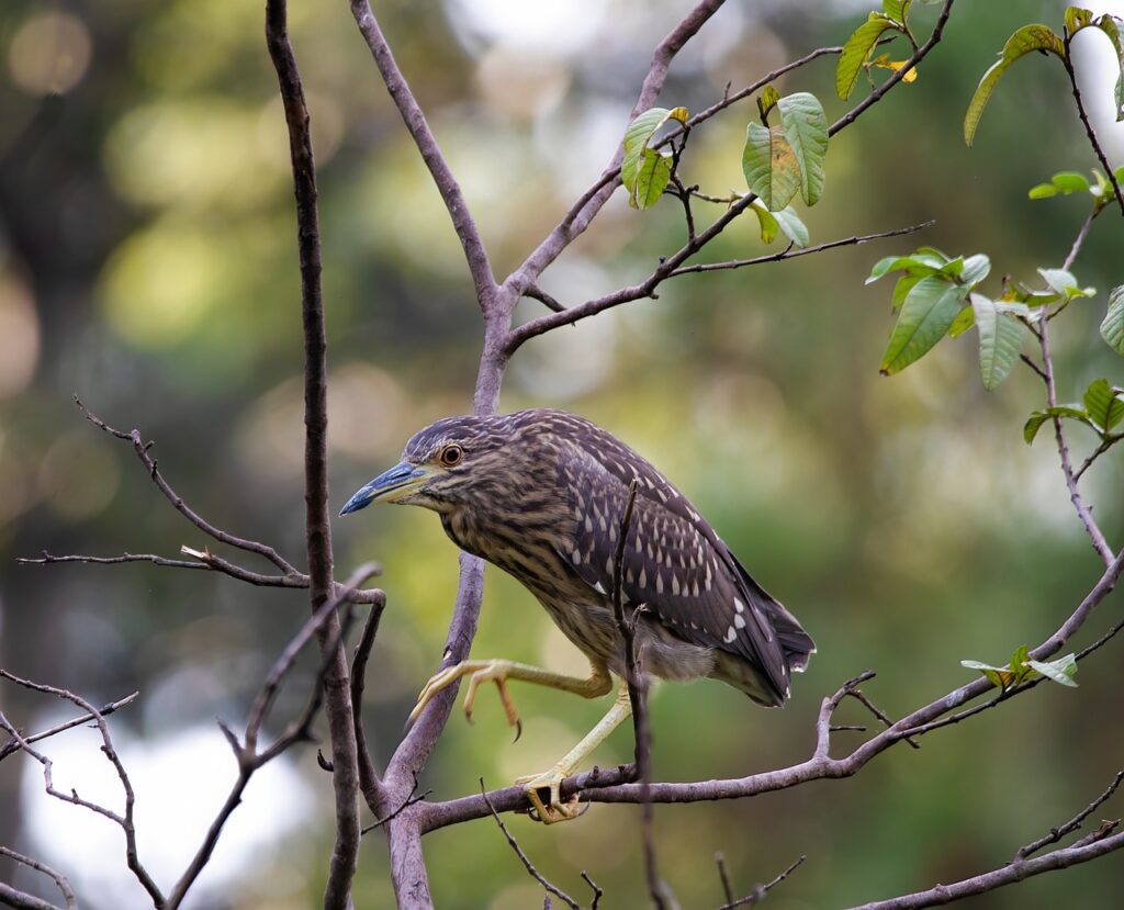 black-crowned night heron, bird, branches-6785709.jpg