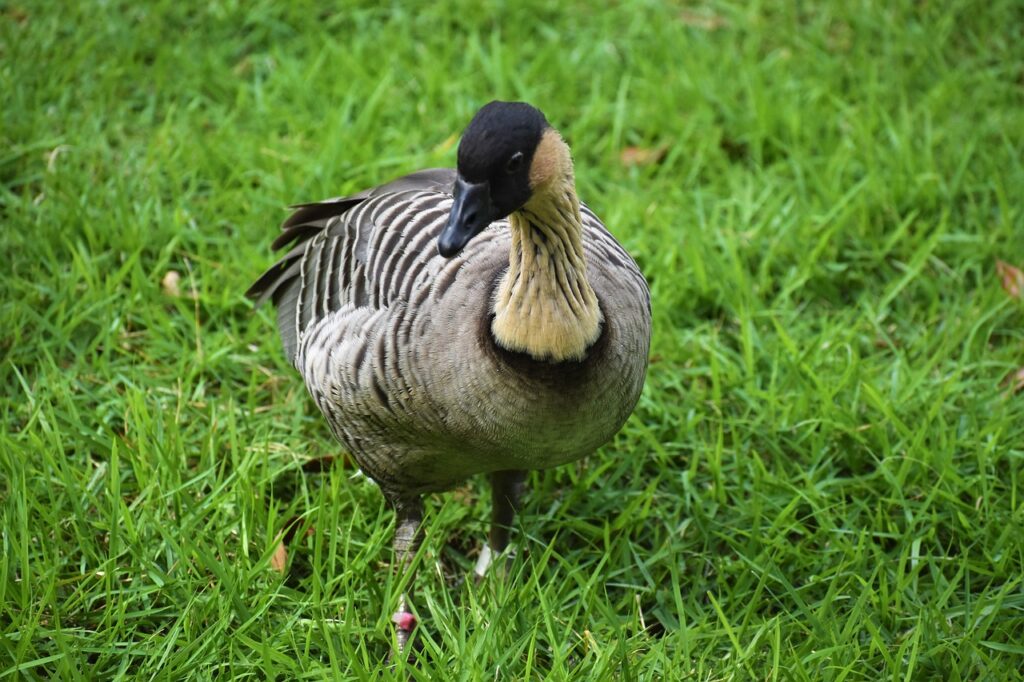 nene, goose, bird-6922036.jpg