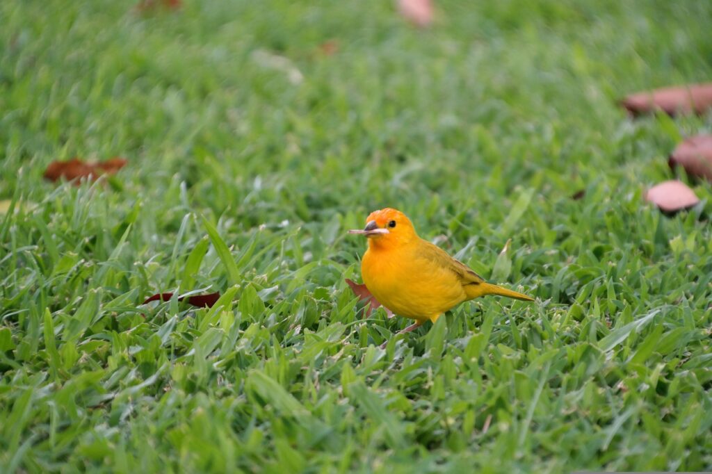 saffron bunting, bird, yellow-4837587.jpg