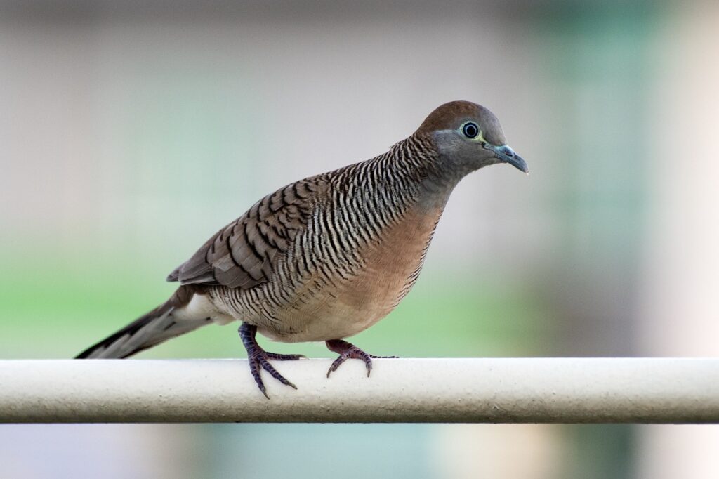 zebra dove, barred ground dove, dove-5531799.jpg