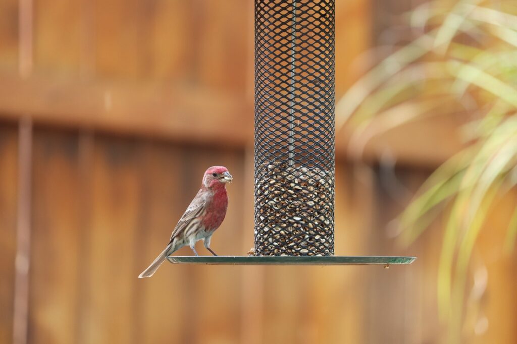 bird, bird feeder, wildlife - A male House Finch at a seed bird feeder. 