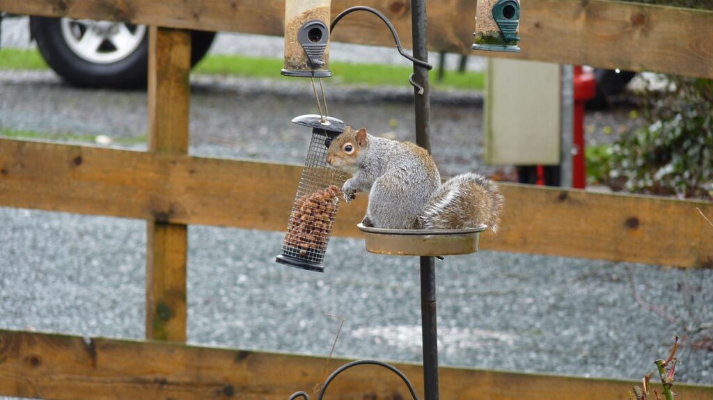 Ultimate Bird Feeder Camera - AUXCO Bird Feeder with Camera Review 