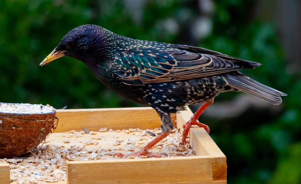 starling, bird, scavenger-4194920.jpg