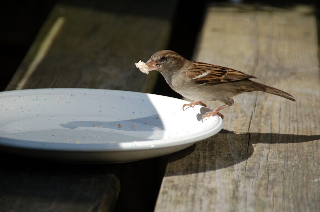 A House Sparrow eating a piece of bread off a plate outside. Feeding bird bread is a bad idea.