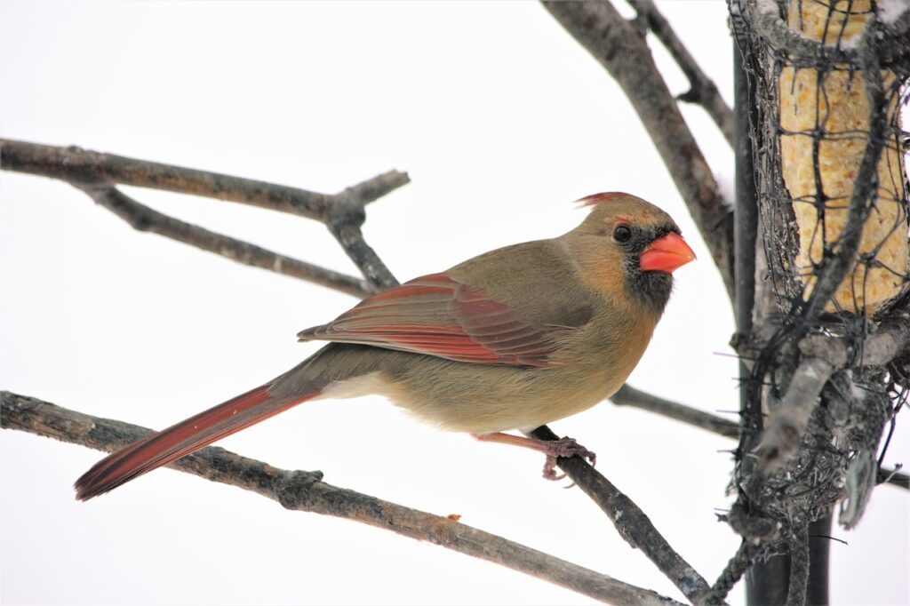 A female Northern Cardinal perched on a tree eating suet in the winter. Offering high fat foods is a great way to help birds in the cold winter months.