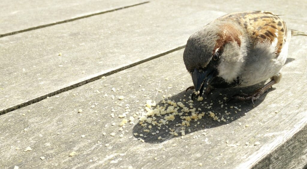Don't feed birds bread. It can be harmful if the bread gets moldy.