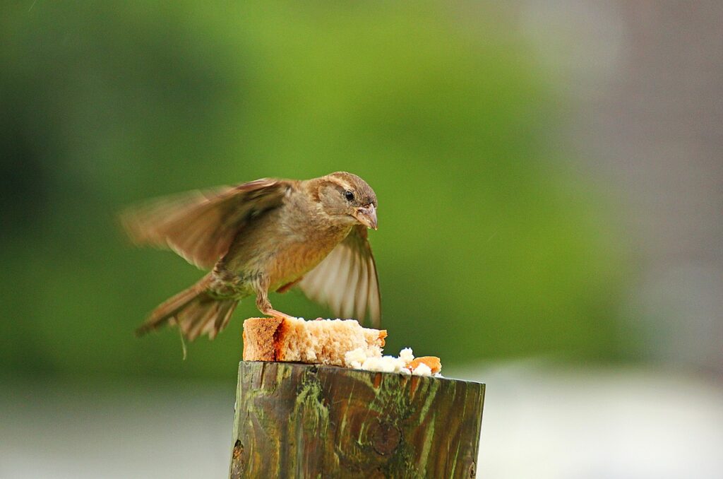 A House Sparrow swoops in on a tree branch to grab some bread. However, feeding birds bread offers next to nothing in nutritional value.