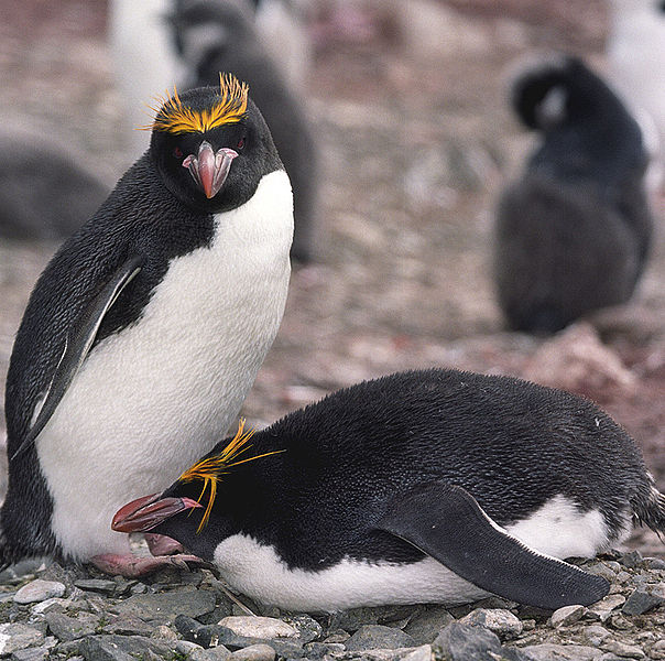 A pair of Macaroni Penguins on the shore. Macaroni Penguins mate for life.