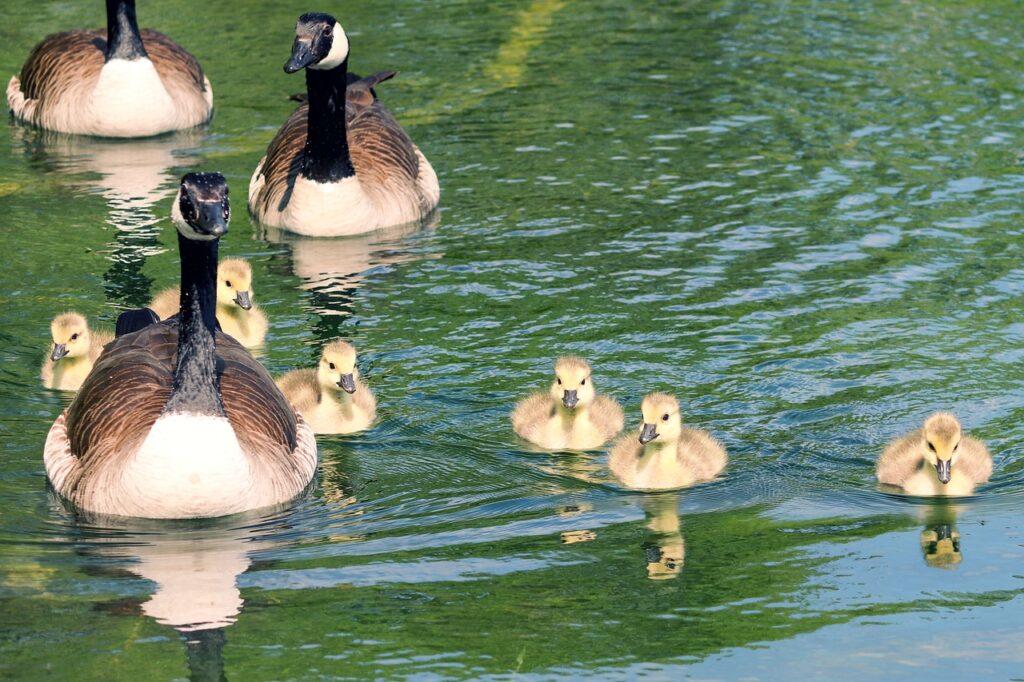 goose family, geese, canada geese-4219653.jpg