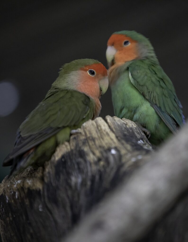 lovebirds, birds, perched-6962796.jpg