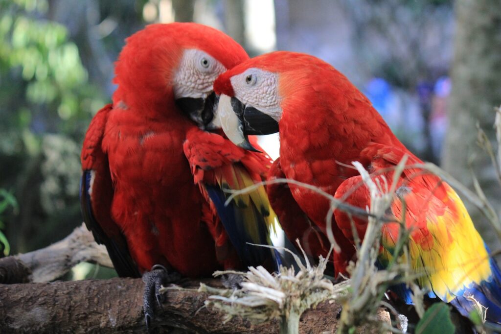 macaw, mexico, bird-2671151.jpg