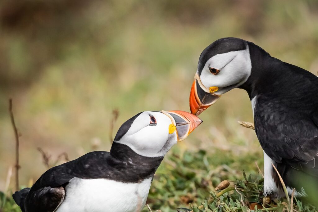 puffins, birds, nature-5170165.jpg