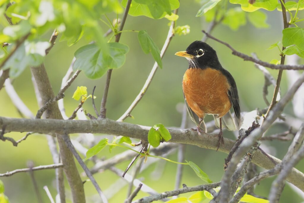 Robins are a sure sign of spring, but many stay in cold climates year-round.