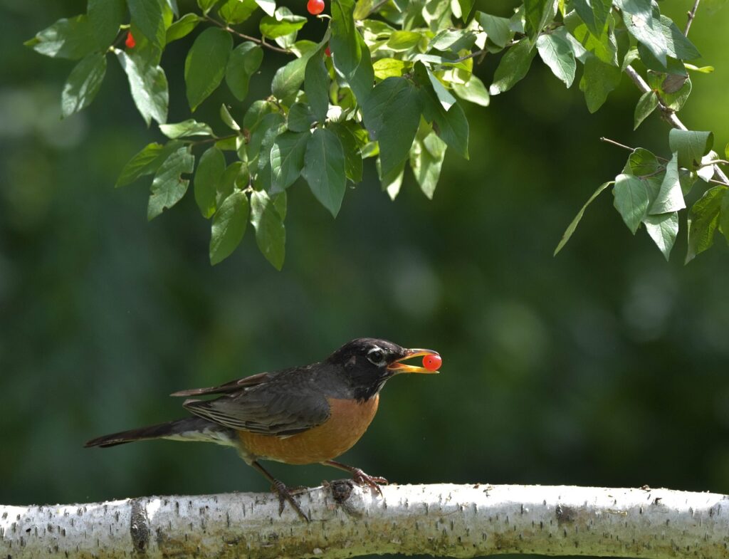 bird, american robin, perched on a branch-4378493.jpg