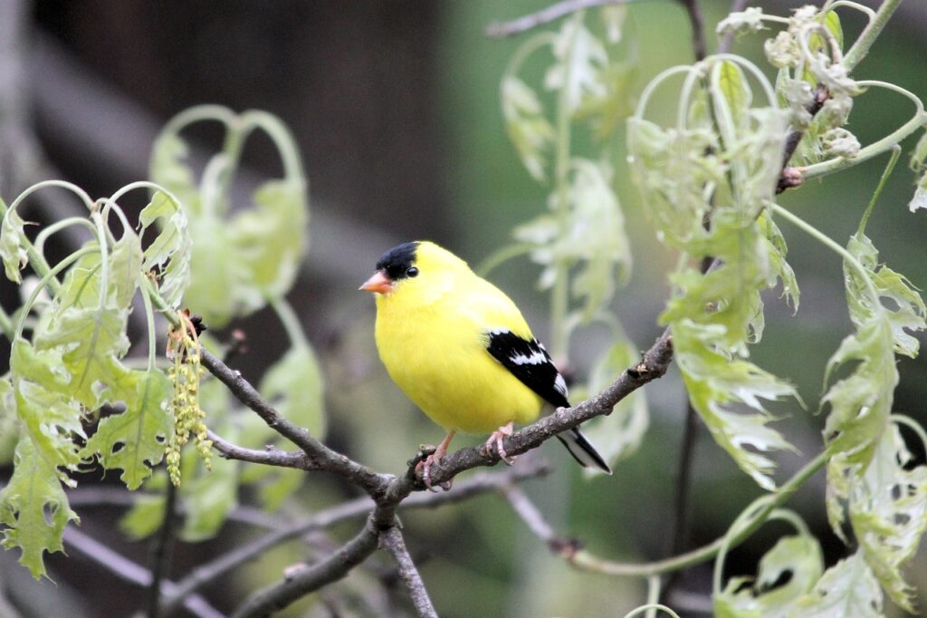 bird, goldfinch, avian-2429282.jpg