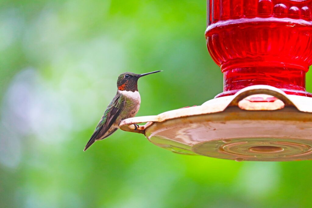 hummingbird, bird, bird feeder-5075724.jpg