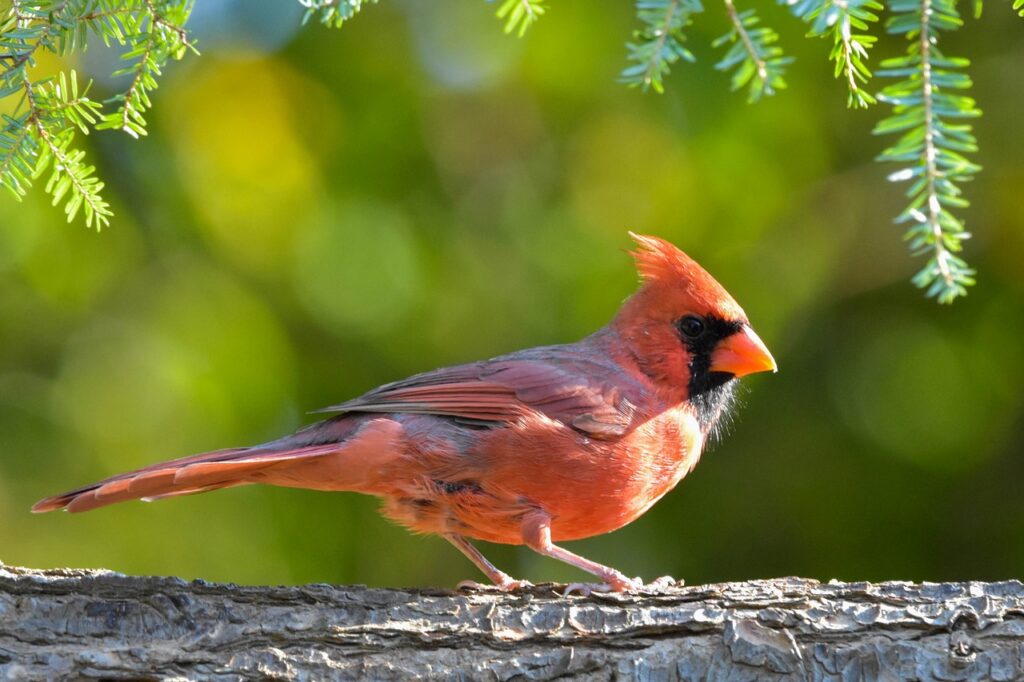 male northern cardinal, bird, perched-5644417.jpg