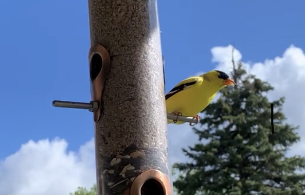 A tube bird feeder full of sunflower chips that has a bright yellow American Goldfinch sitting on it.