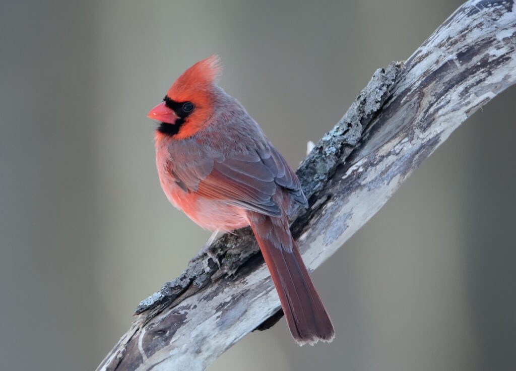 State birds power rankings northern cardinal, bird, wildlife-4980464.jpg