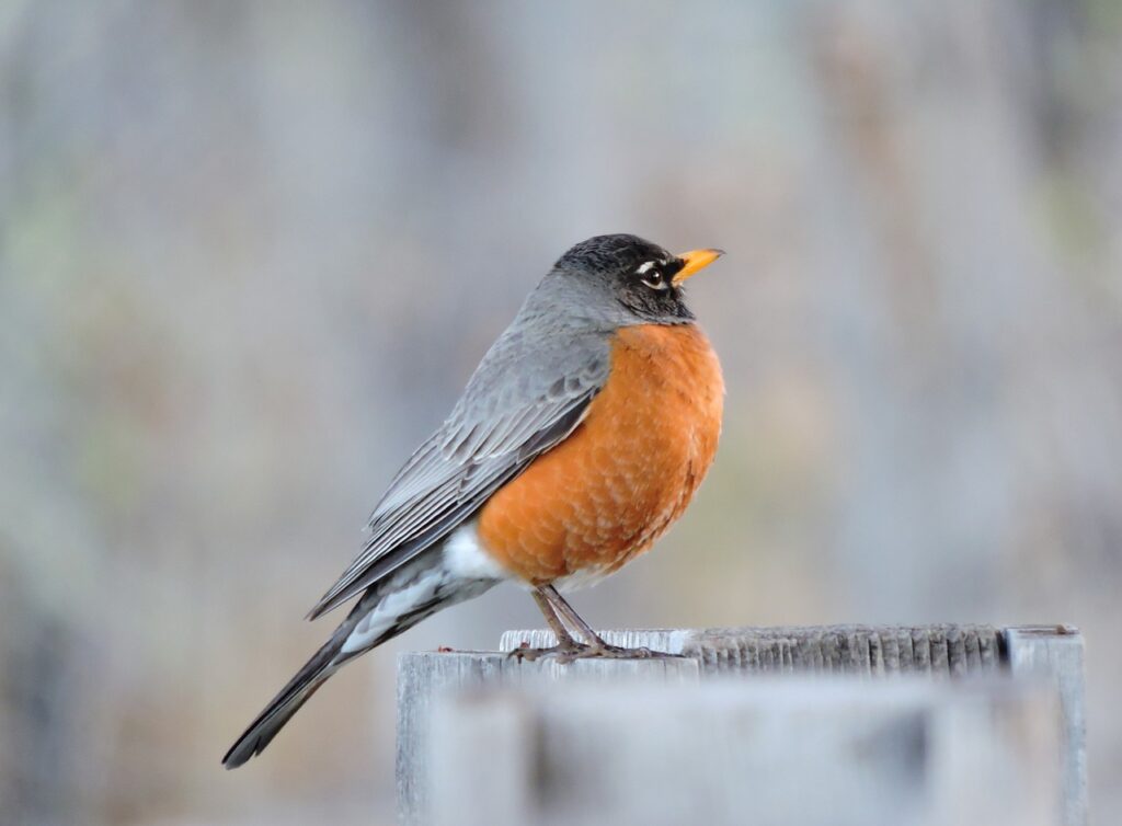 State birds power rankings - The American Robin